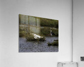 BIR 00215 Acrylic Print
