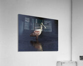 BIR 00222 Acrylic Print