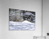 BIR 00235 Acrylic Print