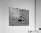 BIR 00240 Acrylic Print