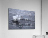 BIR 00220 Acrylic Print