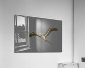 BIR 00248 Acrylic Print