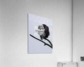 BIR 00255 Acrylic Print