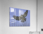 BIR 00269 Acrylic Print