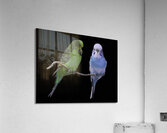 BIR 00265 Acrylic Print