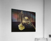 BIR 00244 Acrylic Print