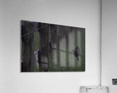 BIR 00249 Acrylic Print