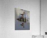 BIR 00258 Acrylic Print