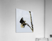 BIR 00262 Acrylic Print