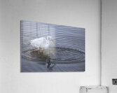 BIR 00281 Acrylic Print