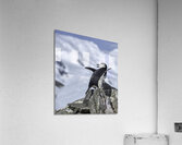 BIR 00267 Acrylic Print
