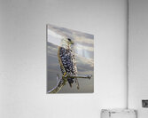 BIR 00247 Acrylic Print