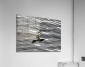 BIR 00241 Acrylic Print