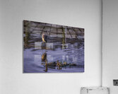 BIR 00284 Acrylic Print