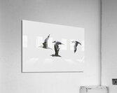 BIR 00283 Acrylic Print