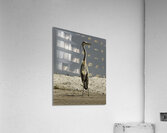 BIR 00293 Acrylic Print