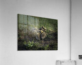 BIR 00307 Acrylic Print