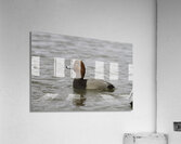 BIR 00287 Acrylic Print