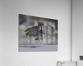 BIR 00300 Acrylic Print
