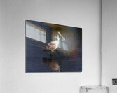 BIR 00304 Acrylic Print