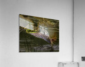 *BIR00337 Acrylic Print