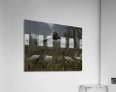 BIR 00324 Acrylic Print