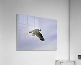 BIR 00312 Acrylic Print