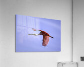 BIR 00332 Acrylic Print