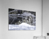 BIR 00320 Acrylic Print