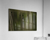 BIR 00323 Acrylic Print