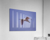BIR 00327 Acrylic Print