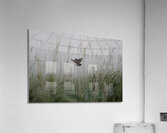 BIR 00311 Acrylic Print