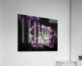 FLO 00436 Acrylic Print