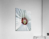 FLO 00420 Acrylic Print