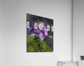 FLO 00422 Acrylic Print