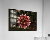 FLO 00426 Acrylic Print