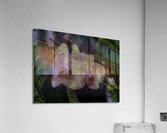 FLO 00451 Acrylic Print