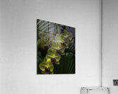 FLO 00450 Acrylic Print