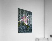 FLO 00428 Acrylic Print