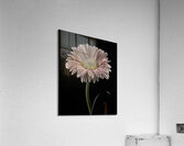 FLO 00452 Acrylic Print