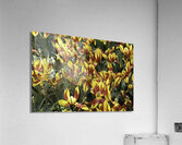 FLO 00440 Acrylic Print