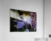 FLO 00445 Acrylic Print