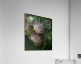 FLO 00442 Acrylic Print