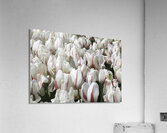 FLO 00438 Acrylic Print