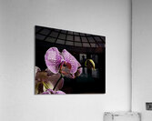 FLO 00425 Acrylic Print