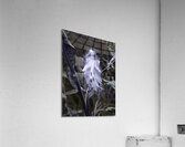 FLO 00465 Acrylic Print