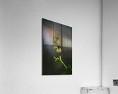 FLO 00491 Acrylic Print
