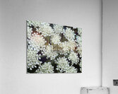 FLO 00484 Acrylic Print
