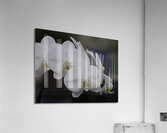 FLO 00498 Acrylic Print