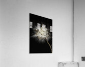 FLO 00462 Acrylic Print
